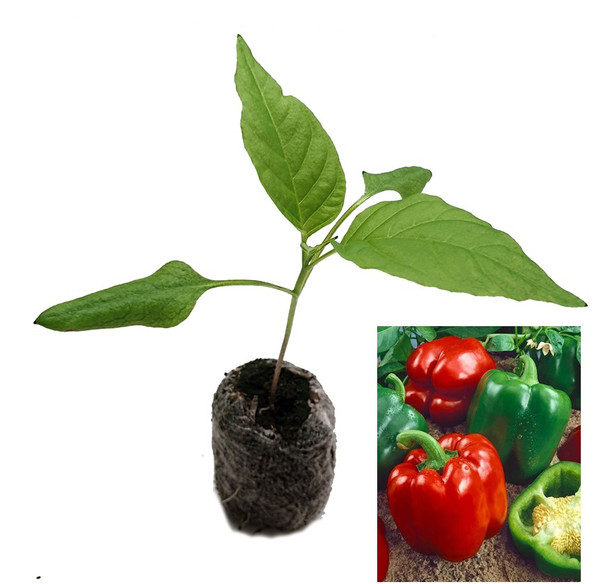 Yolo Wonder  Sweet Pepper Seedling Plant Image by CHILLIESontheWEB