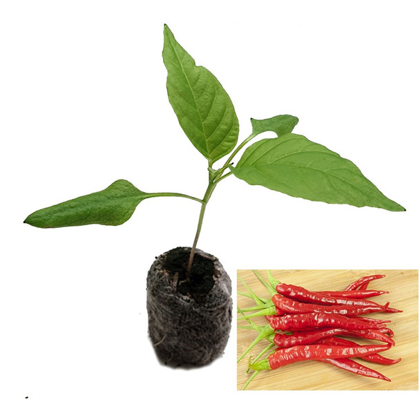 Reggae Cayenne Chilli Plant image by CHILLIESontheWEB