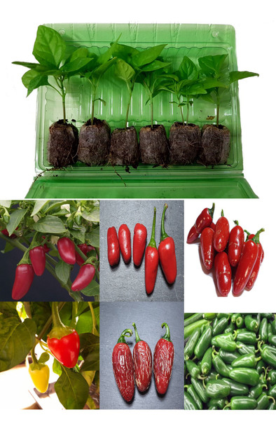 6 Pack of Jalapeno Pack 2 Chilli Seedling Plants Image by CHILLIESontheWEB