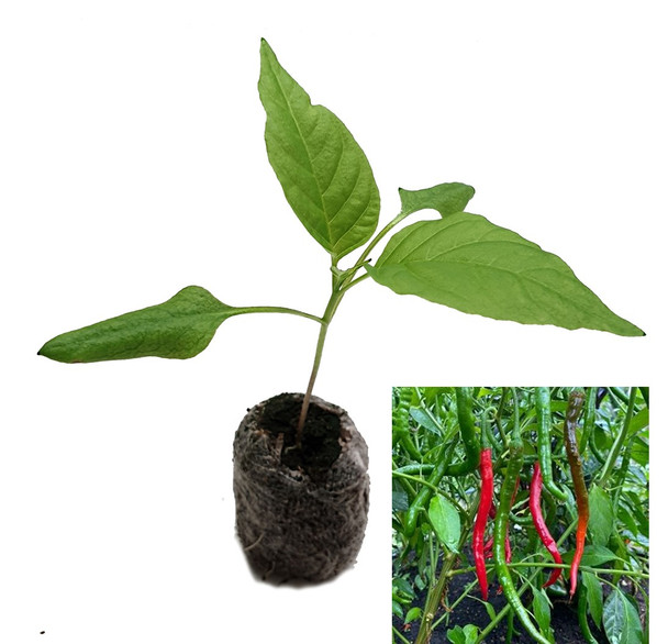 Vindaloo Cayenne  Chilli Plant image by CHILLIESontheWEB