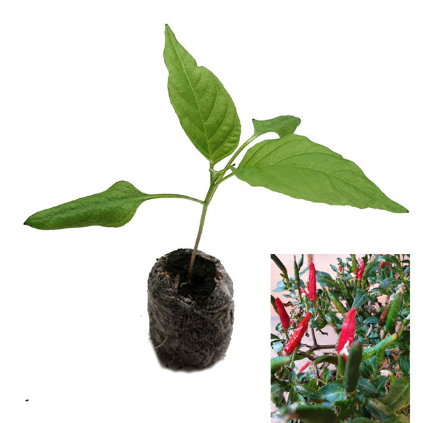 Jindungo Chilli Plant image by CHILLIESontheWEB