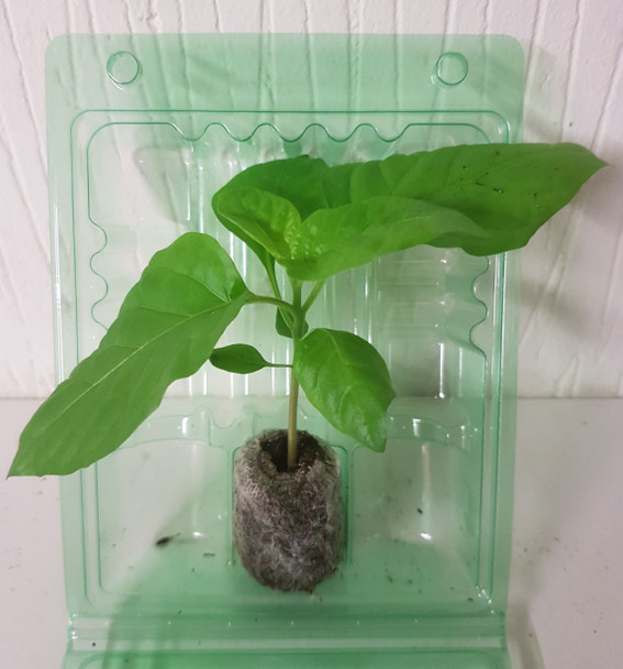 Jalapeno Telica Chilli Seedling Plant x  1
