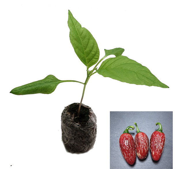 Jalapeno Telica Chilli Seedling Plant Image by CHILLIESontheWEB