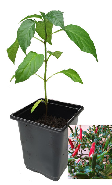 Jindungo - Birdseye 9cm Chilli Plant Image by CHILLIESontheWEB