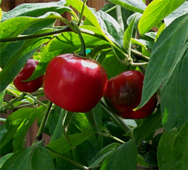 Rocoto Mexican Giant Plant Image, Chillies on the Web