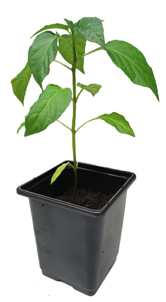 KS White Thai 9cm Chilli Plant Image by CHILLIESontheWEB