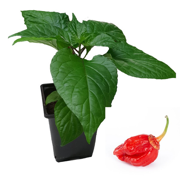 Boswells Bubblegum 9cm Chilli Plant Image by CHILLIESontheWEB