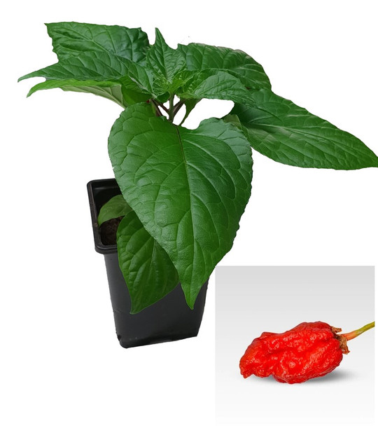 Borg 9 Red 9cm Chilli Plant Image by CHILLIESontheWEB