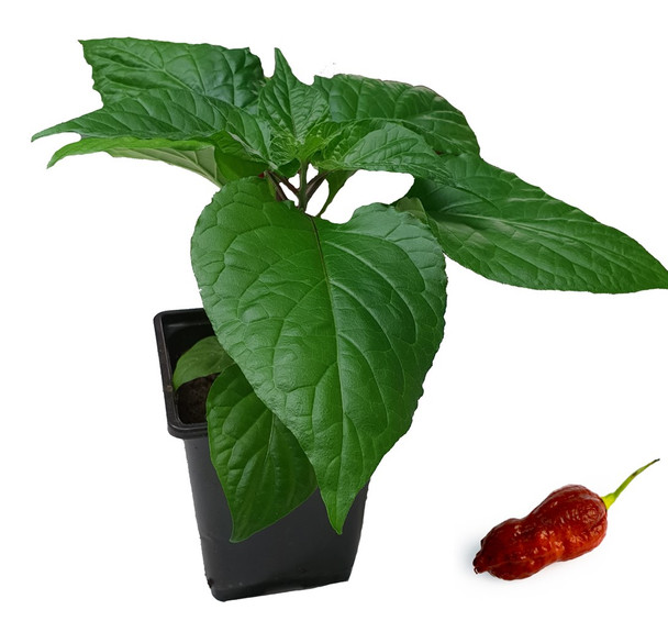 Naga Viper Chocolate 9cm Chilli Plant Image by CHILLIESontheWEB