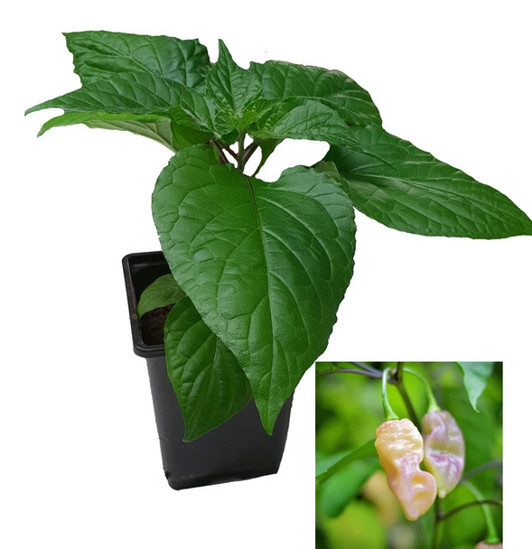 Jolokia Pink Ice 9cm Chilli Plant Image by CHILLIESontheWEB