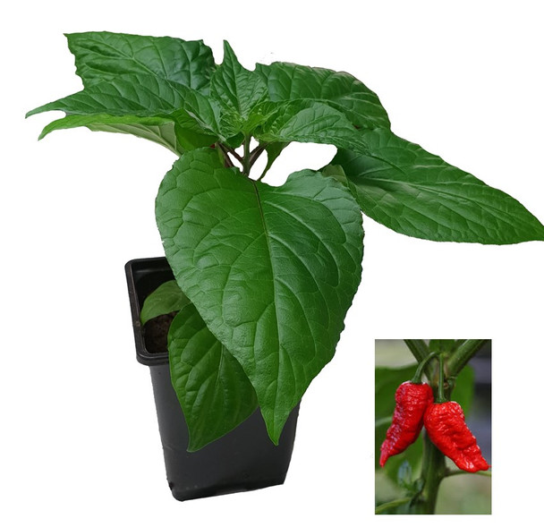 Jays Ghost Scorpion Red 9cm Chilli Plant Image by CHILLIESontheWEB