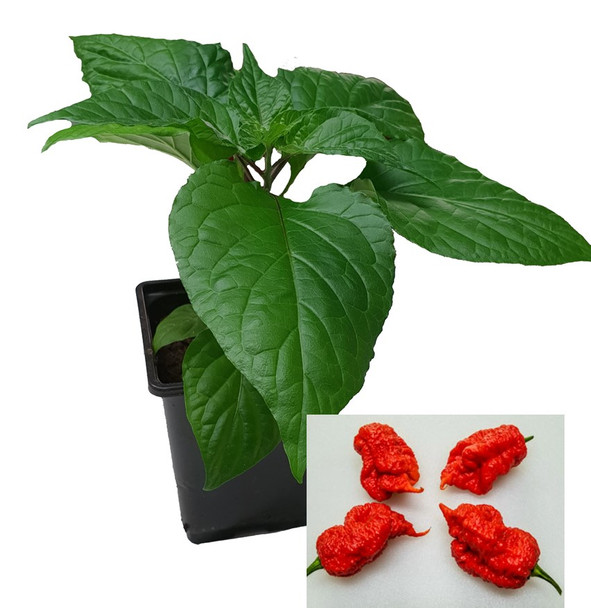Death Spiral 9cm Chilli Plant Image by CHILLIESontheWEB