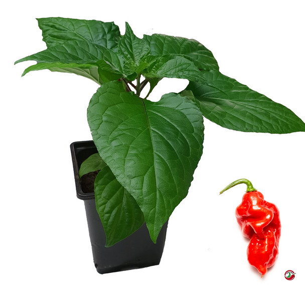 Gasoline 9cm Chilli Plant Image by CHILLIESontheWEB