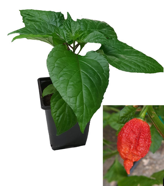 Fatalii Gourmet Jigsaw9cm Chilli Plant Image by CHILLIESontheWEB