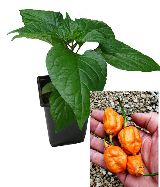 BBG7 Orange  9cm Chilli Plant Image by CHILLIESontheWEB