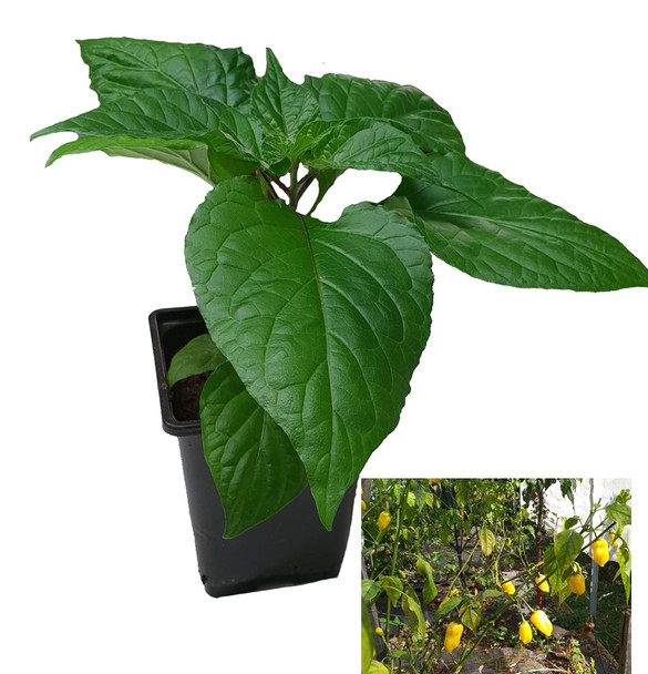 Bechirry Amarillo 9cm Chilli Plant Image by CHILLIESontheWEB