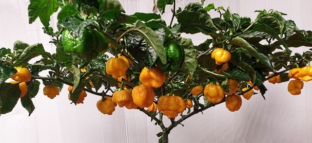 Trinidad Moruga Scorpion Yellow Chilli Plant Image by CHILLIESontheWEB