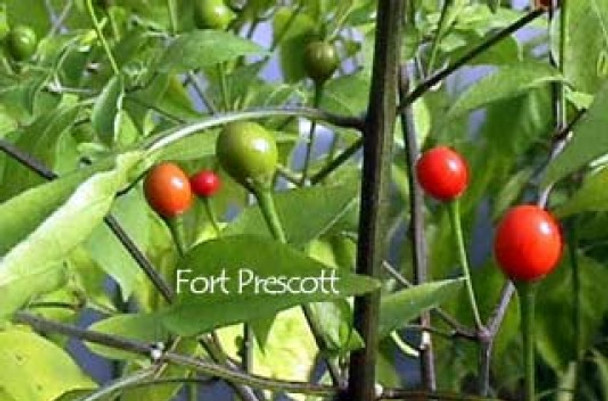 Chiltepin Fort Prescott Chilli Image, Chillies on the Web