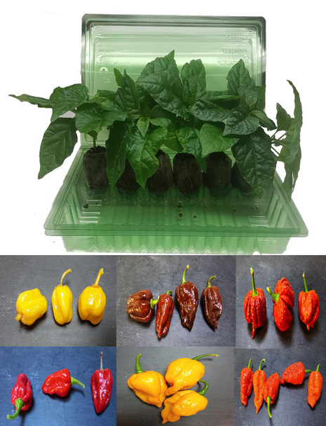 6 Pack of Superhot Chilli Seedling Plants Pack 4 Image by CHILLIESontheWEB