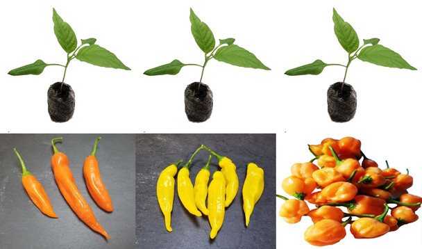 3 Pack of Aji Chilli Plants Pack Image by CHILLIESontheWEB