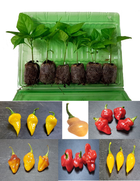 6 Pack of Pendant Chilli Plants Image by CHILLIESontheWEB