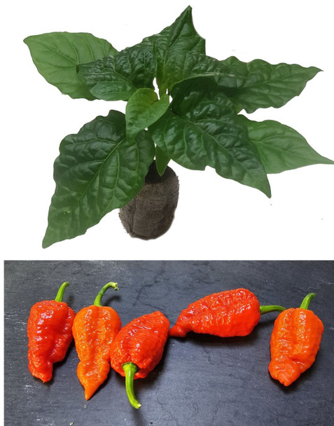 Death Spiral  Seedling Plant Image by CHILLIESontheWEB