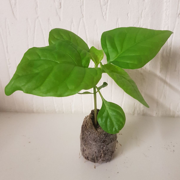 SBS Demon Chocolate Habanero Chilli Seedling Plant x  1