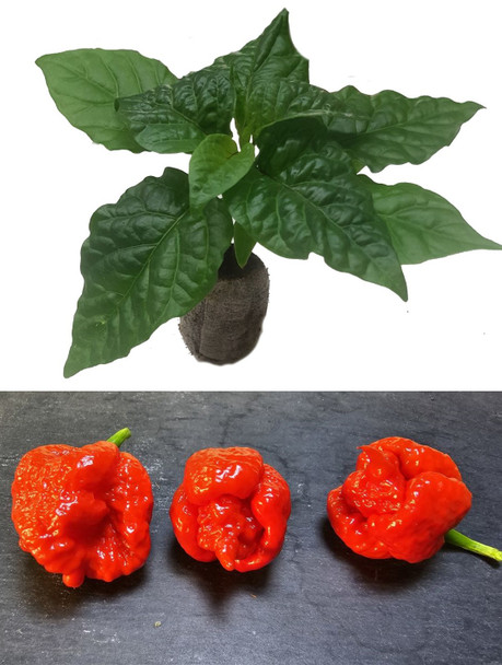 Butch T x Reaper Chilli Seedling Plant Image by CHILLIESontheWEB