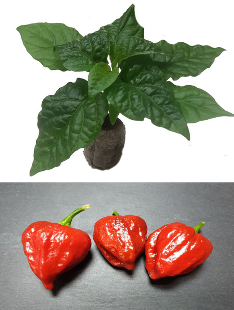 Moruga Scorpion Burgundy Chilli Seedling Plant Image by CHILLIESontheWEB