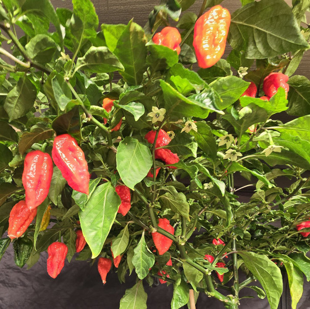 Clockwork Red Mature Chilli Plant Image CHILLIESontheWEB