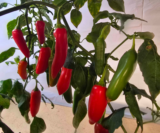 Aji Delight Chilli Plant Image by CHILLIESontheWEB