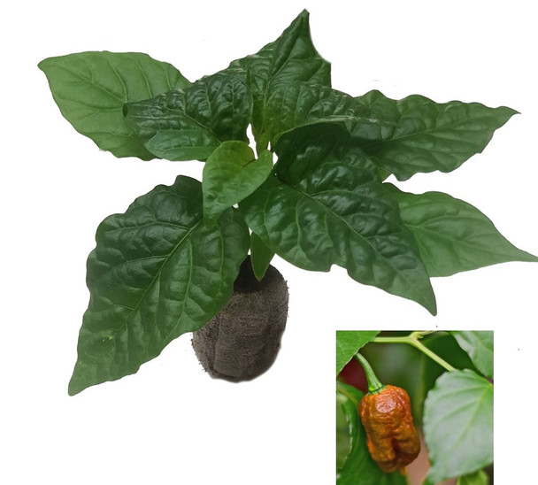 Carolina Reaper Caramel Chilli Seedling Plant