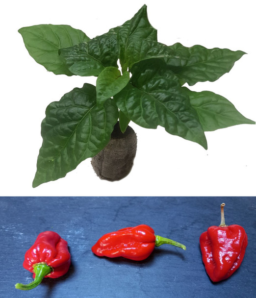 Fatalii Gourmet Jigsaw Chilli Seedling Plant Image by CHILLIESontheWEB