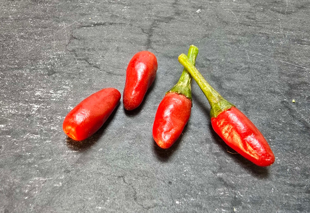 siberian indoor chilli mature pods