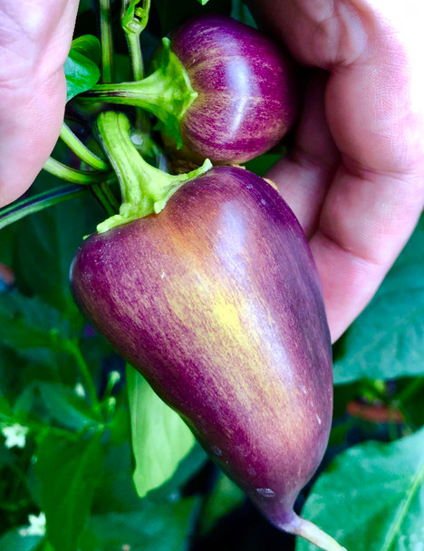 violet sparkle pepper