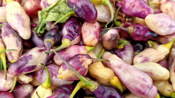 neyde white bullet chilli