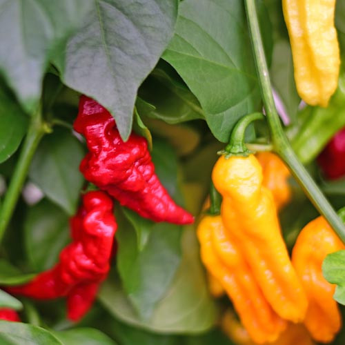 Habanero Somali Chilli