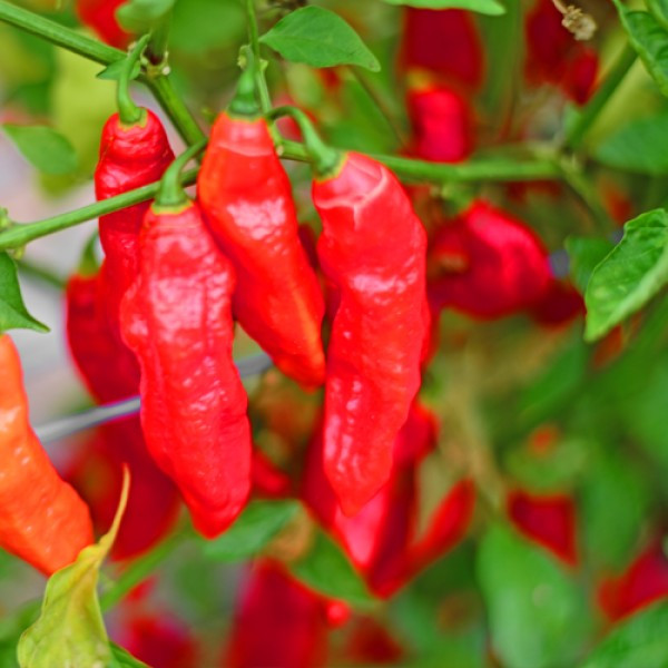 Naga Morich Red chilli