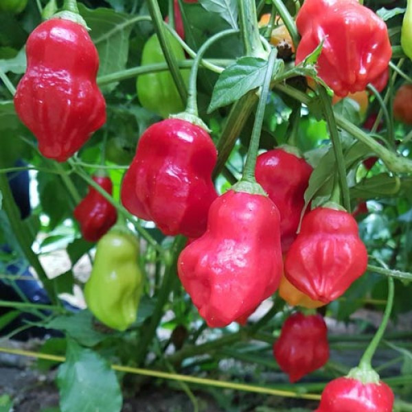 Aji Rainforest Chilli