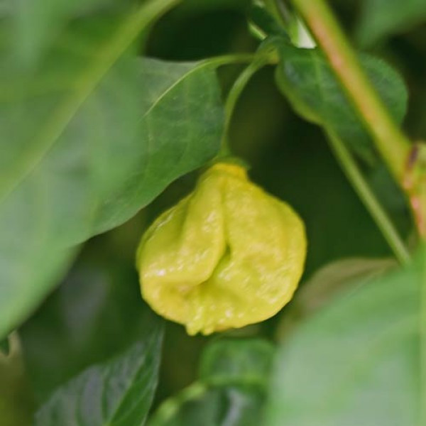 Senega Chilli