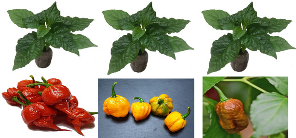 3 Pack of Carolina Reaper Chilli Plants Pack Image by CHILLIESontheWEB
