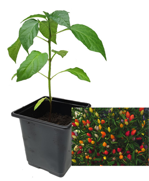 Numex Twilight 9cm Chilli Plant Image by CHILLIESontheWEB