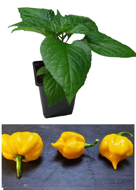 Jays Yellow Ghost Scorpion 9cm Chilli Plant