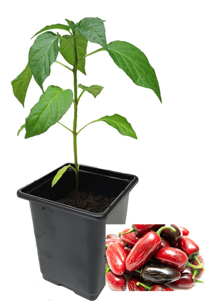 Jalapeno Telica 9cm Chilli Plants Image by CHILLIESontheWEB