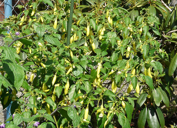 Aji Cito Plant Image, Chillies on the Web