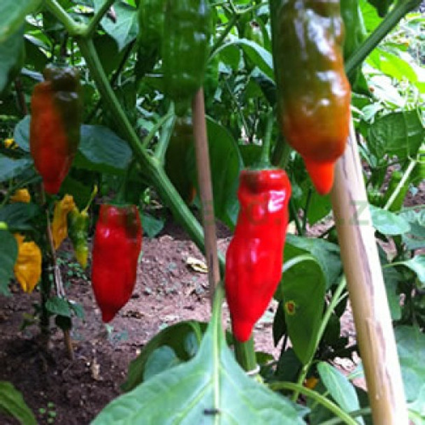 Aji Verde Chilli Plant Image, Chillies on the Web