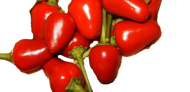 Hot Beads Chilli Seeds Image by Chillies on the Web