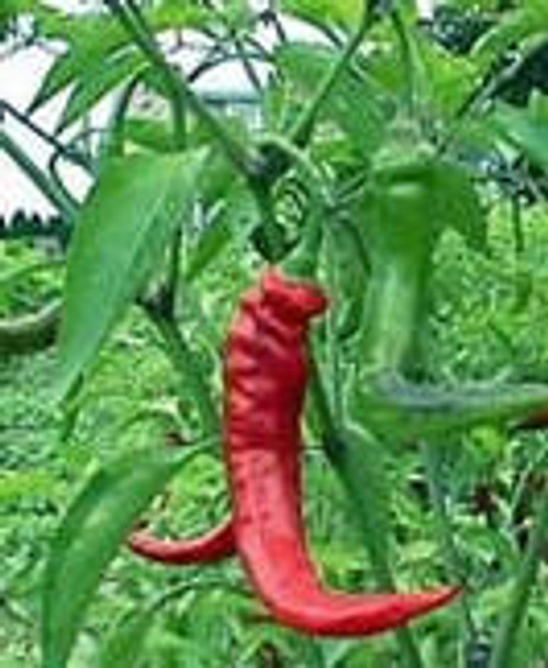 Goats Horn Chilli Plant Image, Chillies on the Web