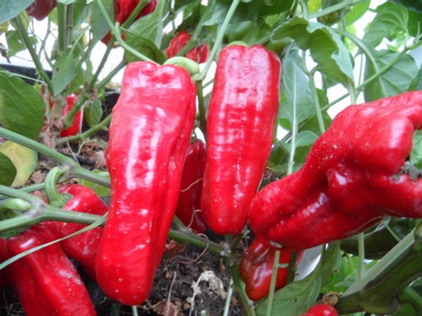 Aleppo Chilli Plant Image, Chillies on the Web