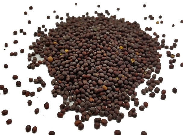 English Mustard Seeds Image by Chillies on the Web